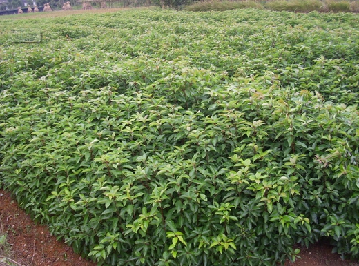 Cinnamomum camphora seed